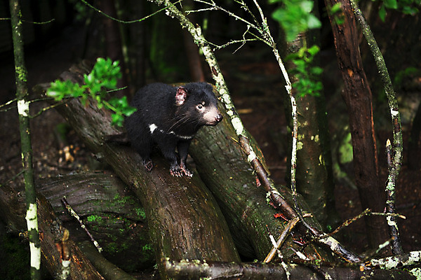 포토 JPG 해외이미지 동물 사람없음 호주 주머니곰 해외202004 해외포토 포유류 오세아니아 파일형식