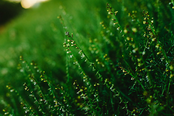 포토 JPG 해외이미지 식물 계절 공원 꽃잎 꽃 백그라운드 꽃무늬 밭 농업 자연 하늘 아침 풍경 잔디 초원 사람없음 야외 초록색 여름 파란색 빛 컬러풀 햇빛 태양 노란색 환경 정원 맑음 일몰 봄 벚꽃 시골 신선 개화 허브 내추럴 생태학 해외202004 해외포토 주간 자연요소 공공시설 교육 산업 컬러 무늬 날씨 노을 생태계 파일형식
