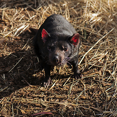 포토 JPG 해외이미지 동물 사람없음 호주 주머니곰 해외202004 해외포토 포유류 오세아니아 파일형식