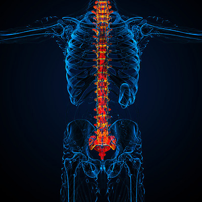 포토 JPG 해외이미지 해부 뼈 골격 사람없음 척추 생물학 요통 해외202004 해외포토 교육 의학 허리통증 파일형식