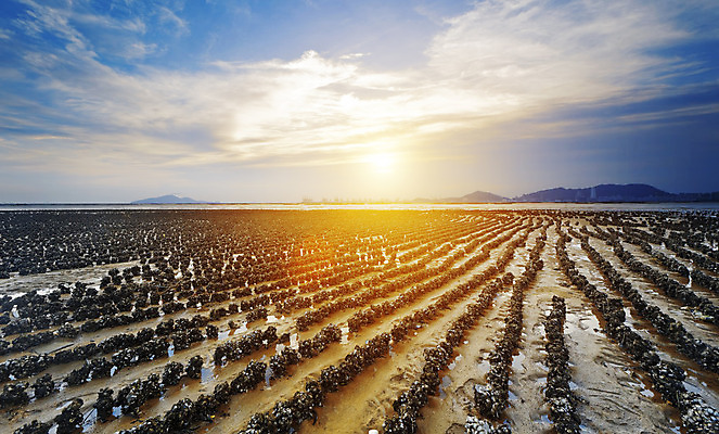 포토 JPG 해외이미지 바다 자연 하늘 풍경 사람없음 야외 빨간색 빛 햇빛 태양 반사 노란색 평화 일출 검은색 황혼 일몰 보트 수평선 해외202004 해외포토 자연요소 컬러 컨셉 배_교통 노을 생태계 파일형식