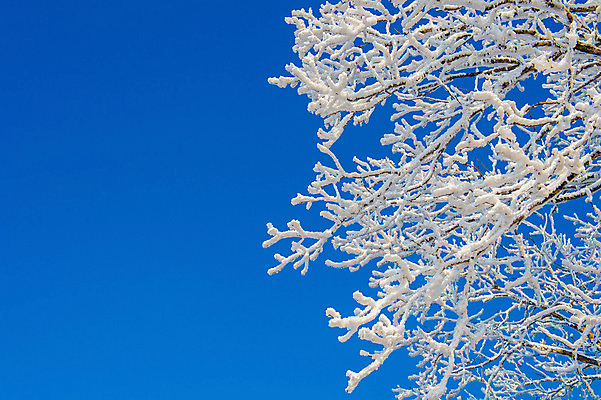 포토 JPG 해외이미지 나무 백그라운드 겨울 자연 하늘 산 서울 한국 풍경 사람없음 태양 맑음 추위 언덕 눈내림 해외202004 해외포토 자연요소 식물 계절 아시아 날씨 눈_날씨 생태계 파일형식