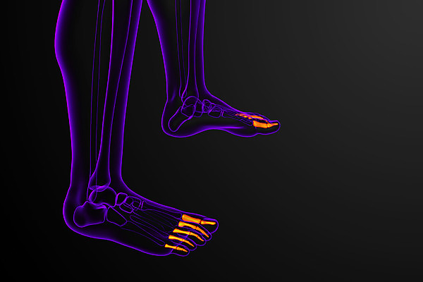포토 JPG 해외이미지 해부 뼈 골격 건강 사람 사람없음 3D 발가락 양발 해외202004 해외포토 의학 발 디지털합성 파일형식