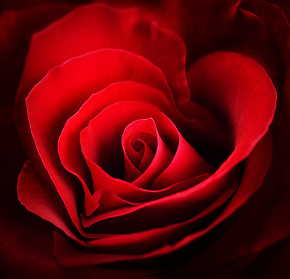 포토 JPG 해외이미지 모양 1 디자인 꽃잎 꽃 백그라운드 컨셉 꽃무늬 자연 추상 발렌타인데이 선물 사랑 미술 사람없음 빨간색 장미 어둠 낭만 하트 신선 오픈 센터 닫기 선택 싱글 질감 아로마 슛 열정 부드러움 특별함 스타일 해외202004 해외포토 식물 감정 컬러 무늬 모션 데이이벤트 문화예술 감각 생태계 파일형식