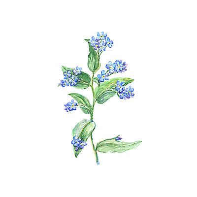 포토 JPG 해외이미지 식물 디자인 배너 계절 꽃잎 꽃 꽃다발 결혼 백그라운드 잎 꽃무늬 패턴 일러스트 자연 벽지 수채화 미술 사람없음 그래픽 초록색 여름 파란색 세트 봄 수확 흰색 나뭇가지 인사 붓 신용카드 인쇄 그림 질감 초대 손그림 내추럴 고립 엘리먼트 스타일 해외202004 해외포토 나무 컬러 무늬 농업 문화예술 이벤트 금융 예절 생태계 파일형식