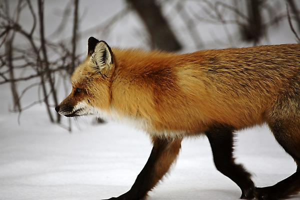 포토 JPG 해외이미지 주간 한마리 야생동물 사람없음 야외 걷기 눈 여우 해외202004 해외포토 자연요소 동물 1 포유류 모션 날씨 파일형식