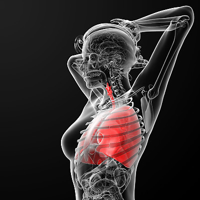 포토 JPG 해외이미지 모델 여자 교육 신체 해부 근육 엑스레이 건강 사람 사람없음 약 머리 오르간 호흡기관 그림 간 궤 돌봄 해외202004 해외포토 의학 모션 신체부위 장기_의학 건반악기 파일형식
