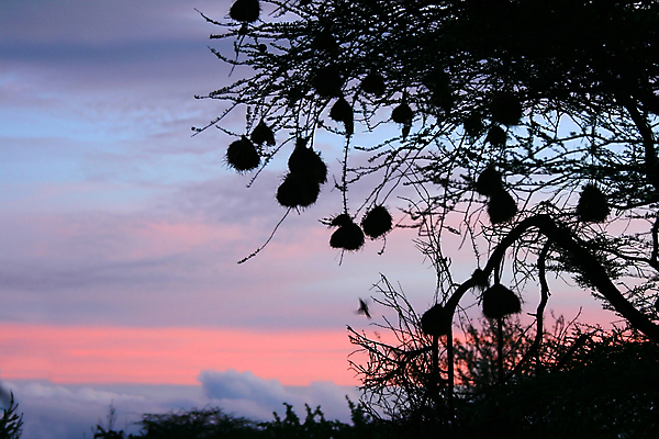 포토 JPG 해외이미지 나무 구름 계절 공원 분홍색 여행 아프리카 자연 하늘 아침 풍경 사람없음 야외 여름 파란색 일출 환경 봄 가을 둥지 보호 그늘 땅 사파리 장면 케냐 남쪽 웅장함 해외202004 해외포토 주간 자연요소 식물 공공시설 나라 컬러 컨셉 노을 방향 생태계 파일형식