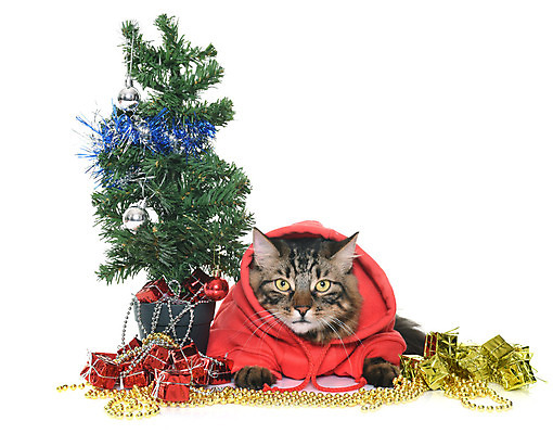 포토 JPG 해외이미지 동물 컨셉 크리스마스 선물 사람없음 빨간색 반려동물 크리스마스트리 고양이 코트 유머 흰배경 얼룩무늬 이벤트의상 해외202004 해외포토 옷 기념일 감정 컬러 백그라운드 무늬 포유류 외투 흰색 파일형식