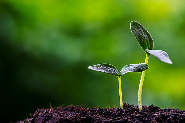 포토 JPG 해외이미지 나무 식물 계절 줄기 컨셉 잎 2 농업 채소 자연 새로움 씨앗 사람없음 초록색 물 여름 농장 새싹 환경 정원 흙 봄 성장 신선 그룹 작음 땅 원예 뿌리 먼지 땅바닥 모종 생태학 처음 세련 해외202004 해외포토 자연요소 교육 산업 컬러 바닥 취미 크기 생태계 파일형식