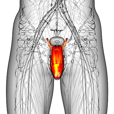 포토 JPG 해외이미지 남자 해부 건강 사람 사람없음 3D 오르간 방광 수탉 해외202004 해외포토 의학 닭 건반악기 비뇨기관 디지털합성 수컷 파일형식