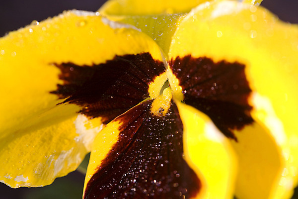 포토 JPG 해외이미지 식물 디자인 계절 공원 꽃잎 꽃 잎 꽃무늬 자연 사람없음 파란색 컬러풀 노란색 평화 정원 보라색 봄 벚꽃 흰색 개화 제비꽃 원예 내추럴 고립 비올라 엘리먼트 해외202004 해외포토 공공시설 컬러 컨셉 무늬 취미 생태계 파일형식 찰현악기