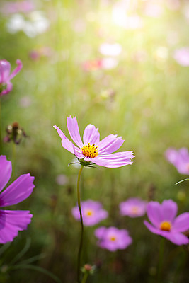 포토 JPG 해외이미지 식물 디자인 계절 꽃잎 꽃 분홍색 꽃다발 백그라운드 꽃무늬 패턴 자연 사람없음 초록색 컬러풀 보라색 봄 성장 벚꽃 신선 질감 만들기 내추럴 해외202004 해외포토 컬러 무늬 모션 생태계 파일형식