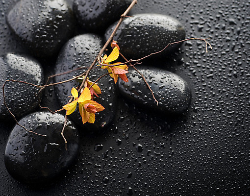 포토 JPG 해외이미지 꽃잎 꽃 백그라운드 컨셉 사람없음 물 쌓기 검은색 스파 젖음 조약돌 물방울 해외202004 해외포토 자연요소 식물 컬러 모션 돌_바위 파일형식