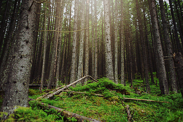포토 JPG 해외이미지 나무 구름 공원 여행 자연 하늘 산 파노라마 풍경 경사 사람없음 야외 초록색 여름 파란색 환경 맑음 가을 정상 숲 전나무 산악지대 절정 가문비나무 수평선 해외202004 해외포토 자연요소 식물 계절 공공시설 컬러 날씨 촬영기법 생태계 파일형식