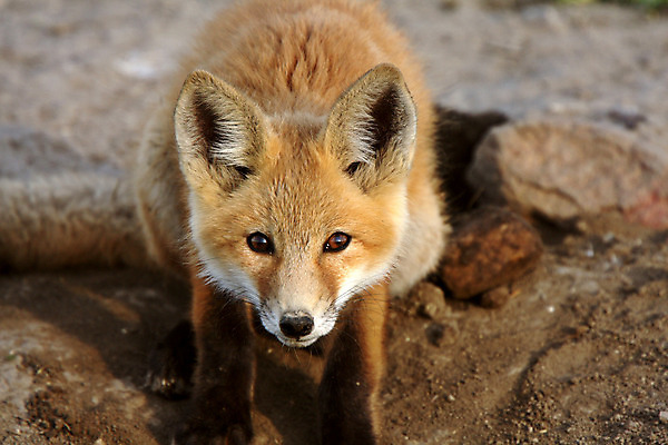 포토 JPG 해외이미지 주간 한마리 응시 야생동물 사람없음 야외 여우 해외202004 해외포토 자연요소 동물 1 시선 포유류 파일형식