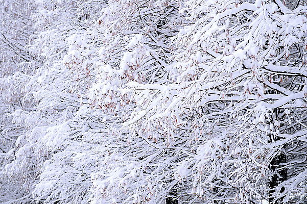 포토 JPG 해외이미지 나무 계절 크리스마스 겨울 밭 자연 하늘 서울 한국 요정 이야기 풍경 사람없음 야외 가로 냉동 얼음 어둠 침묵 새벽 추위 안개 흰색 나뭇가지 시골 황무지 떨어짐 숲 시원함 땅 서리 엽서 장면 흐림 깊이 해외202004 해외포토 자연요소 식물 기념일 아시아 컬러 컨셉 농업 날씨 소리 편지 생태계 파일형식
