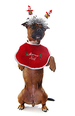 포토 JPG 해외이미지 동물 한마리 컨셉 크리스마스 놀이 서기 사람없음 반려동물 갈색 유머 개 강아지 흰배경 이벤트의상 해외202004 해외포토 1 옷 기념일 감정 컬러 백그라운드 포유류 모션 흰색 파일형식