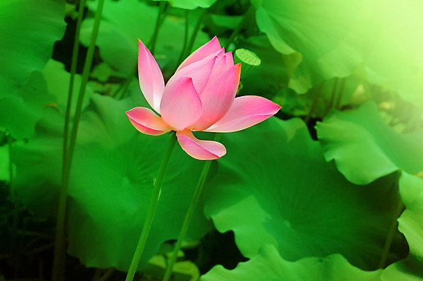 포토 JPG 해외이미지 식물 꽃잎 꽃 호수 선 분홍색 백그라운드 꽃무늬 패턴 자연 연꽃 사람없음 야외 물 컬러풀 태양 반사 봄 낭만 벚꽃 투명 개화 우아함 닫기 떨어짐 백합 홍수 수련 묘사 명상 싱글 내추럴 이국적 해외202004 해외포토 자연요소 계절 컬러 컨셉 무늬 모션 자연재해 생태계 파일형식