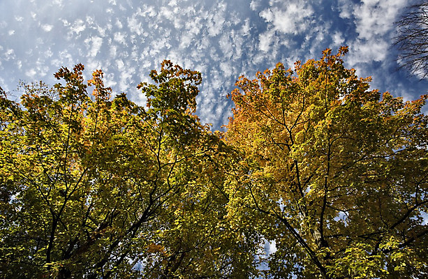 포토 JPG 해외이미지 나무 식물 디자인 계절 공원 백그라운드 단풍 잎 패턴 오렌지 자연 사람없음 야외 빨간색 초록색 빛 햇빛 노란색 환경 활발 가을 흰색 나뭇가지 신선 변화 숲 유기농 모음 10월 내추럴 해외202004 해외포토 웰빙 공공시설 컬러 컨셉 무늬 과일 태양 날짜 생태계 파일형식