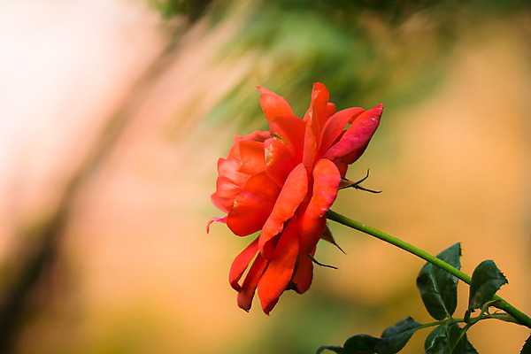 포토 JPG 해외이미지 식물 꽃잎 꽃 줄기 분홍색 잎 꽃무늬 자연 발렌타인데이 사람없음 야외 초록색 여름 햇빛 장미 정원 벚꽃 내추럴 해외202004 해외포토 계절 컬러 무늬 데이이벤트 태양 생태계 파일형식