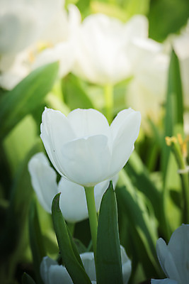 포토 JPG 해외이미지 식물 계절 공원 꽃잎 꽃 줄기 분홍색 꽃다발 백그라운드 잎 꽃무늬 밭 자연 초원 사람없음 빨간색 초록색 여름 파란색 빛 컬러풀 햇빛 태양 노란색 정원 맑음 봄 활발 들꽃 튤립 벚꽃 광선 흰색 전원 시골 신선 개화 우아함 내추럴 고립 해외202004 해외포토 자연요소 공공시설 컬러 컨셉 무늬 농업 날씨 전기에너지 생태계 파일형식