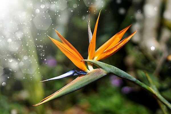 포토 JPG 해외이미지 식물 디자인 꽃잎 꽃 꽃다발 섬 백그라운드 잎 꽃무늬 오렌지 자연 사람없음 장식 빨간색 초록색 컬러풀 정원 봄 벚꽃 흰색 닫기 숲 배열 원예 하와이 남쪽 이국적 파라다이스 해외202004 해외포토 계절 컬러 무늬 과일 모션 취미 미국 방향 생태계 파일형식