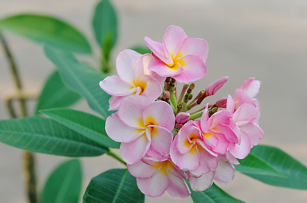 포토 JPG 해외이미지 식물 꽃잎 꽃 분홍색 잎 꽃무늬 자연 사람없음 초록색 노란색 정원 벚꽃 흰색 나뭇가지 신선 개화 향기 내추럴 해외202004 해외포토 나무 컬러 무늬 생태계 냄새 파일형식