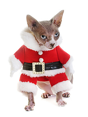 포토 JPG 해외이미지 동물 한마리 컨셉 크리스마스 사람없음 반려동물 고양이 흰색 흰배경 이벤트의상 스핑크스고양이 해외202004 해외포토 1 옷 기념일 컬러 백그라운드 포유류 파일형식