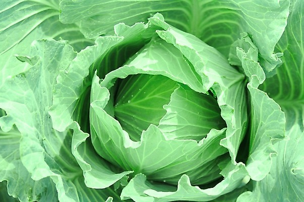 포토 JPG 해외이미지 식물 음식 백그라운드 잎 패턴 농업 채소 재료 자연 건강 사람없음 초록색 농작물 머리 수확 시골 최고 큼 싱글 유기농 양배추 날것 국산 여의주 해외202004 해외포토 웰빙 산업 컬러 무늬 신체부위 크기 생태계 파일형식