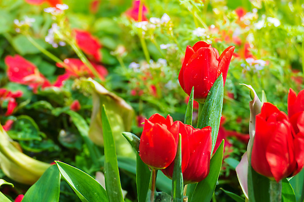 포토 JPG 해외이미지 식물 계절 공원 꽃잎 꽃 줄기 분홍색 꽃다발 백그라운드 잎 꽃무늬 밭 자연 사람없음 빨간색 초록색 파란색 빛 컬러풀 햇빛 태양 노란색 정원 맑음 봄 활발 들꽃 튤립 벚꽃 광선 흰색 시골 신선 개화 우아함 내추럴 고립 해외202004 해외포토 자연요소 공공시설 컬러 컨셉 무늬 농업 날씨 생태계 파일형식
