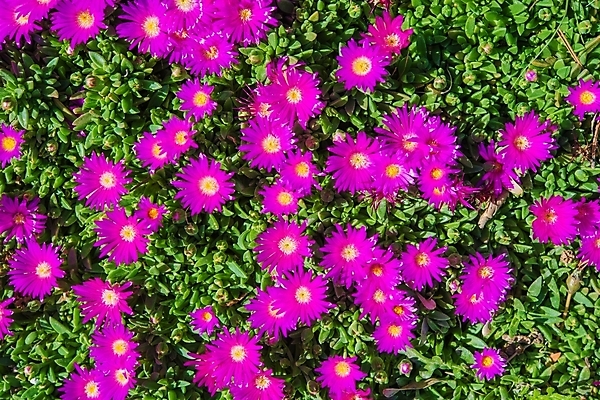 포토 JPG 해외이미지 식물 꽃 백그라운드 꽃무늬 패턴 자연 사람없음 가로 정원 보라색 제비꽃 원예 해외202004 해외포토 컬러 무늬 취미 생태계 파일형식