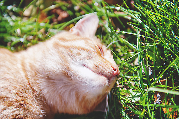 포토 JPG 해외이미지 동물 1 응시 얼굴 포즈 백그라운드 오렌지 장난 포유류 놀이 생물 털 서기 사람없음 빨간색 반려동물 고양이 줄무늬 흰색 달콤 모피 호기심 부드러움 고립 동반자 혼자 해외202004 해외포토 시선 감정 컬러 컨셉 무늬 과일 모션 신체부위 감각 맛 파일형식