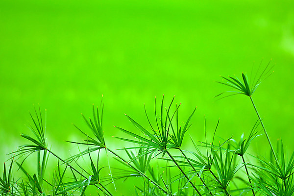 포토 JPG 해외이미지 나무 식물 자연 사람없음 초록색 떨어짐 녹색배경 파피루스 해외202004 해외포토 컬러 백그라운드 컨셉 생태계 파일형식