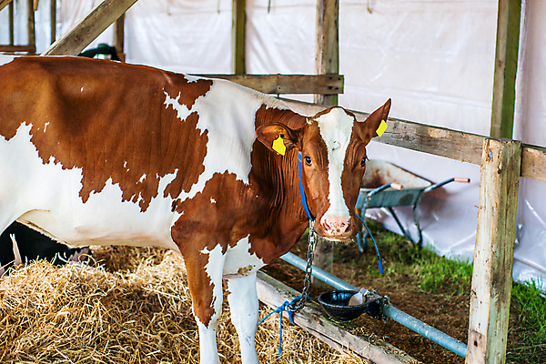 포토 JPG 해외이미지 동물 산업 음식 농업 비즈니스 포유류 자연 실내 건강 사람없음 농장 농경지 머리 농사 가축 목장 소고기 우유 흰색 시골 소 볏짚 군중 농부 상품 방목 황소 젖 헛간 송아지 외양간 밭일 수유 해외202004 해외포토 직업 새끼 컬러 유제품 육류 사람 내부 신체부위 짚 축산업 생태계 저장고 파일형식
