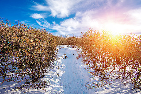 포토 JPG 해외이미지 나무 백그라운드 겨울 자연 하늘 산 서울 한국 풍경 사람없음 태양 맑음 추위 언덕 눈내림 해외202004 해외포토 자연요소 식물 계절 아시아 날씨 눈_날씨 생태계 파일형식