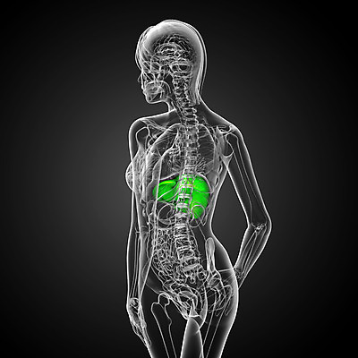 포토 JPG 해외이미지 해부 사람 사람없음 오르간 신장 간 방광 췌장 지라 해외202004 해외포토 의학 장기_의학 건반악기 비뇨기관 파일형식