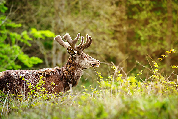포토 JPG 해외이미지 나무 동물 응시 계절 여자 남자 야생동물 컨셉 잎 포유류 자연 털 뿔 사람없음 야외 초록색 컬러풀 갈색 환경 달러 힘 활발 코트 가을 황무지 숲 바퀴자국 꼬리 귀 조심 지휘 서식지 내추럴 삼림지대 신중 아기사슴 암사슴 웅장함 해외202004 해외포토 식물 시선 새끼 컬러 돈 자국 사슴 사람 신체부위 외투 암컷 생태계 파일형식