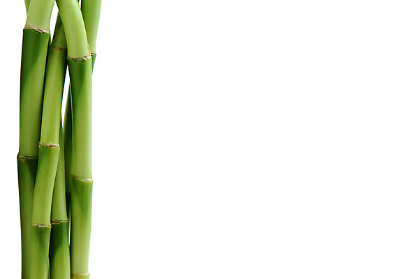 포토 JPG 해외이미지 나무 식물 문화 줄기 자연 사람없음 장식 초록색 환경 성장 흰색 나뭇가지 신선 행운 대나무 내추럴 고립 총쏘기 해외202004 해외포토 컬러 컨셉 모션 생태계 파일형식