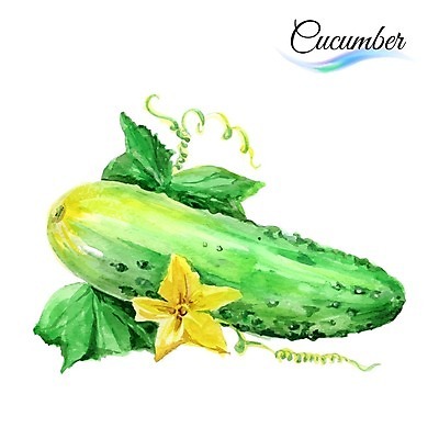 EPS 해외이미지 일러스트 오이 수채화 사람없음 초록색 여름 손그림 오이꽃 해외일러스트 계절 꽃 컬러 채소 파일형식 벡터