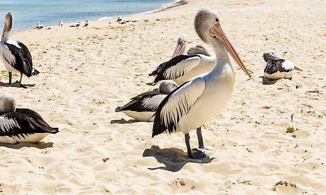 포토 JPG 해외이미지 섬 자연 조류 사람없음 야외 물 만 펠리컨 부리 물새 수유 해외202004 해외포토 자연요소 동물 생태계 파일형식