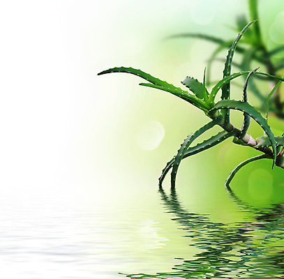 포토 JPG 해외이미지 식물 꽃 음료 백그라운드 잎 건강 청년 사람없음 초록색 물 약 반사 우주 힘 활발 젖음 흰색 신선 선택 어플리케이션 홍수 허브 피부 보케 로션 성분 고립 넘어짐 돌봄 블러 알로에 예방주사 해외202004 해외포토 자연요소 컬러 컨셉 의학 모션 주사기 성인 신체부위 화장품 자연재해 예방 파일형식