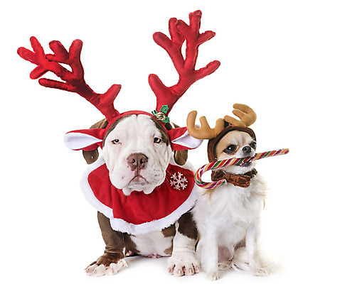 포토 JPG 해외이미지 동물 컨셉 크리스마스 뿔 선물 사람없음 빨간색 반려동물 갈색 흰색 개 강아지 큼 흰배경 불독 치와와 이벤트의상 해외202004 해외포토 옷 기념일 컬러 백그라운드 포유류 크기 파일형식