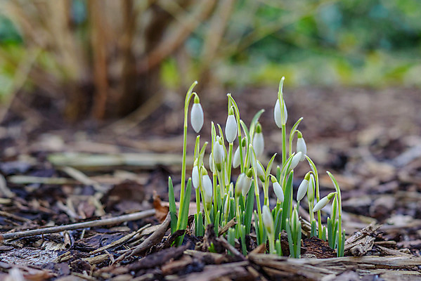 포토 JPG 해외이미지 식물 계절 꽃잎 꽃 꽃다발 백그라운드 잎 겨울 꽃무늬 자연 부활절 사람없음 목재 초록색 울타리 머리 정원 흙 봄 젖음 촉촉함 들꽃 성장 벚꽃 흰색 신선 개화 그룹 우아함 숲 다발 순수 묘사 사인 보따리 내추럴 2월 헌병 해외202004 해외포토 나무 기념일 컬러 컨셉 무늬 재료 신체부위 담장 군인 날짜 생태계 파일형식