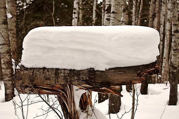 포토 JPG 해외이미지 나무 도로 여행 캐나다 북아메리카 겨울 사람없음 가로 디지털 시골 황무지 숲 북쪽 미루나무 해외202004 해외포토 식물 계절 길 교통시설 아메리카 방향 파일형식