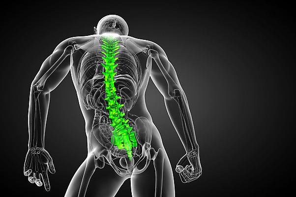 포토 JPG 해외이미지 해부 뼈 골격 사람없음 척추 생물학 요통 해외202004 해외포토 교육 의학 허리통증 파일형식