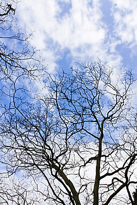 포토 JPG 해외이미지 행복 결혼 백그라운드 크리스마스 자연 휴가 새로움 기념 풍경 사람없음 장식 파란색 빛 얼음 기쁨 추위 숲 12월 자르기 서리 초대 자작나무 기부 반투명 정확 해외202004 해외포토 자연요소 나무 기념일 감정 컬러 컨셉 모션 이벤트 날짜 생태계 파일형식