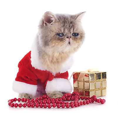 포토 JPG 해외이미지 동물 한마리 컨셉 크리스마스 산타옷 선물 사람없음 반려동물 고양이 회색 코트 흰배경 얼룩무늬 이벤트의상 이국적 해외202004 해외포토 1 옷 기념일 컬러 백그라운드 무늬 포유류 외투 흰색 파일형식