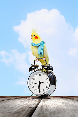 포토 JPG 해외이미지 동물 1 전통 시계 스티커 장난 조류 열쇠 화살 사람없음 옆모습 빨간색 반려동물 사무실 숫자 자명종 시간 원형 선택 심볼 손목시계 깃털 오브젝트 사인 속도 싱글 꼬리 부리 앵무새 분 초시계 충고 스타일 해외202004 해외포토 도형 문자 뷰포인트 컬러 컨셉 비즈니스 장신구 알람 파일형식