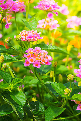 포토 JPG 해외이미지 식물 디자인 계절 꽃잎 꽃 분홍색 꽃다발 백그라운드 꽃무늬 패턴 자연 사람없음 초록색 컬러풀 보라색 봄 성장 벚꽃 신선 질감 만들기 내추럴 해외202004 해외포토 컬러 무늬 모션 생태계 파일형식